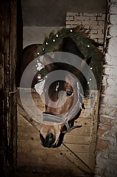 Brown Horse In Stable In Christmas Time