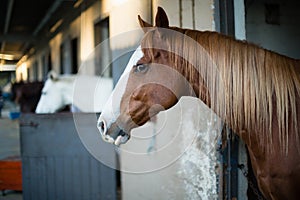 Brown horse in the stable