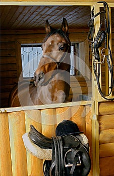 Brown horse in stable door rigged
