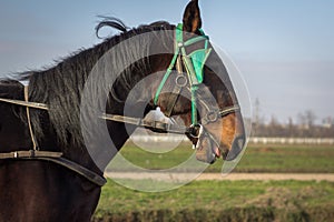 Brown Horse in stable