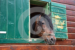 Brown horse in the stable looking out of the window