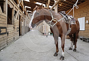 Brown horse in stable rigged with saddle and reins