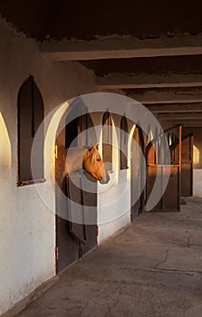 Brown Horse in the Stable with Warm Orange Glow of Sunset on His Head