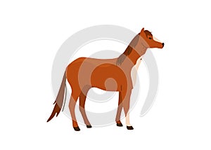 Brown horse stand vector illustration. Isolated on white background. Mare equine in simple cartoon flat style