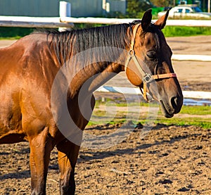 Brown horse standing in aviary