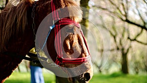 Brown horse standing in a field