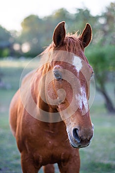 a brown horse standing in a grassy field next to trees