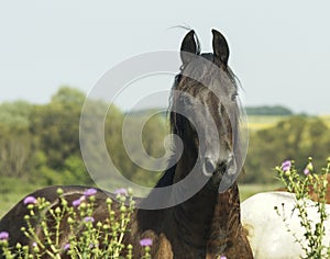 Brown horse standing on the green trees background