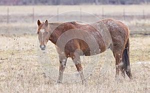 Brown horse standing in a meadow on Wolfe Island, Ontario, Canada