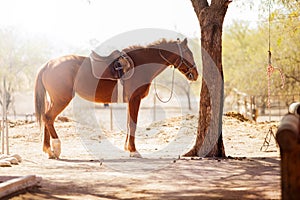 Brown horse standing next to a tree