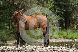 Brown horse standing on the shore of river