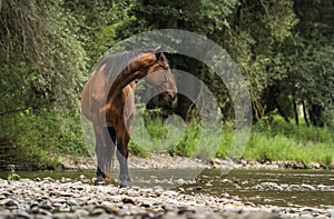 Brown horse standing on the shore of river