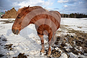 Brown horse standing in the snow ranch in winter