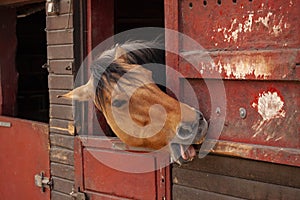 Brown horse standing in the stable with head looking out and showing itÃ¢â¬â¢s tongue and teeth while gnawing in the wood of the door