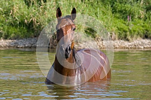 Brown horse standing in the water