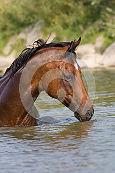 Brown horse standing in the water