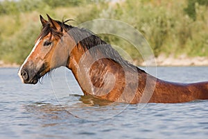 Brown horse standing in the water