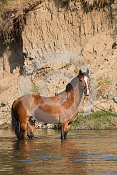 Brown horse standing in the water