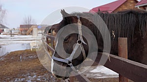 Brown horse is standing a wooden fence on a farm in this scene, showcasing an aspect of rural agriculture.