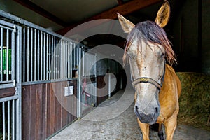 Brown horse stands in a barn