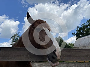 brown horse stands behind the fence