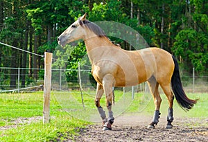 Brown horse stands on a fence