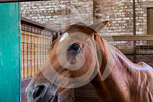 A brown horse in the stockyard in the Fort Worth Stockyards, a historic district that is located in Fort Worth, Texas, USA