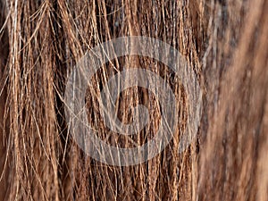 Brown horse tail hair detail. Strong fibers