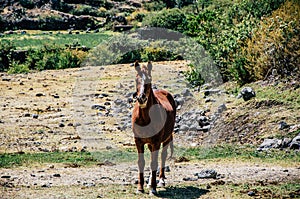 Brown horse among the thickets