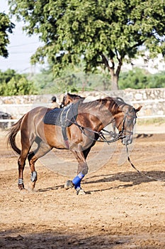 Brown horse is trained by the lunge