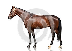 The brown horse trotter breed standing isolated on white background. Side view
