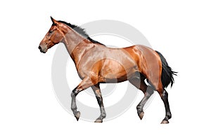 Brown horse trotting fast isolated on white