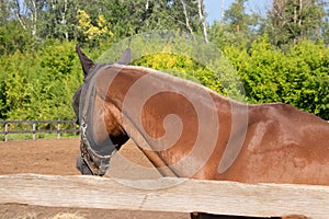 Brown horse in a mask stands behind a fence in the summer at the stable