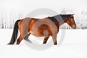 Brown horse wades through snow covered field, blurred trees in background, side view