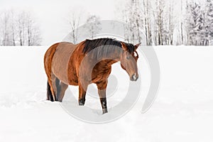 Brown horse wades through snow in winter, blurred trees in background