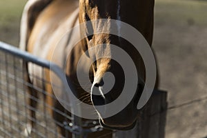 Brown Horse Waiting For Human Touch