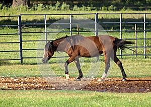 Brown Horse walking in a field in the State of Oklahoma in the United States of America.