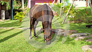 Brown horse walking on the green grass meadow on countryside farm in the rays of sun, farmland on background. Horses