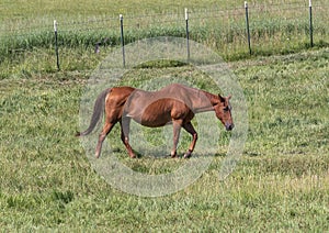 A brown horse walking in a pasture in Edwards, Colorado.