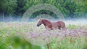 Brown horse walks on the field against the forest and fog in the early morning