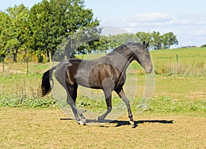 brown horse walks in a field on the sky background