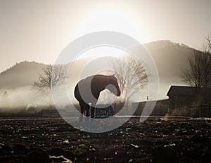 Brown horse walks on meadow within cold morning