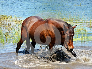 Brown horse in the water