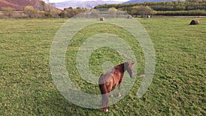 Brown horse waving his mane while standing on a green pasture