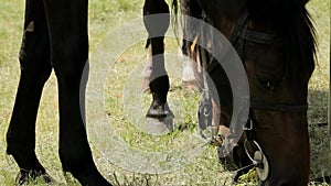 A Brown Horse Wearing a Harness Eat Green Grass