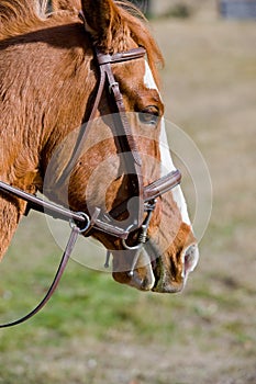 Brown horse wearing tack