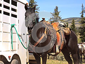 Brown horse in Western saddle photo
