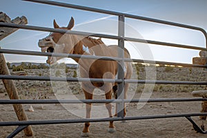 Brown horse whinnying in a farm field under the sunlight and a blue sky