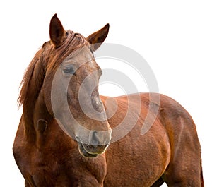 Brown horse on a white background