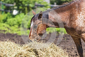 A brown horse with a white bald spot on his head eats dry hay in a corral